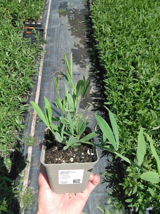 Tuoksuherne Pearl Mixture - 24. 6. 2025