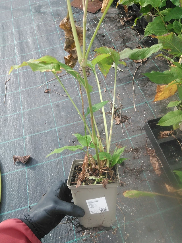 Konnantatar Alba - 13. 10. 2025