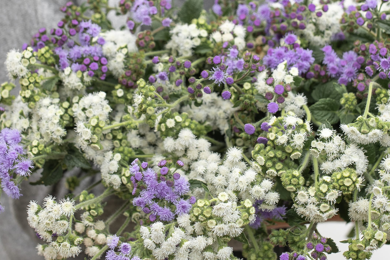 Sinitähtönen Frosted Mix, Loukykvět