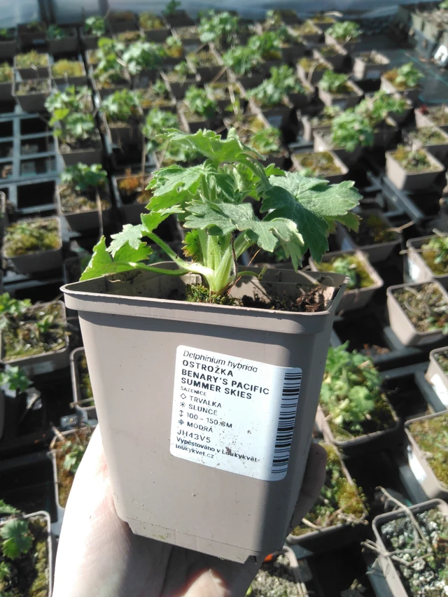 Ritarinkannus Benary’s Pacific Summer Skies - 3. 4. 2025