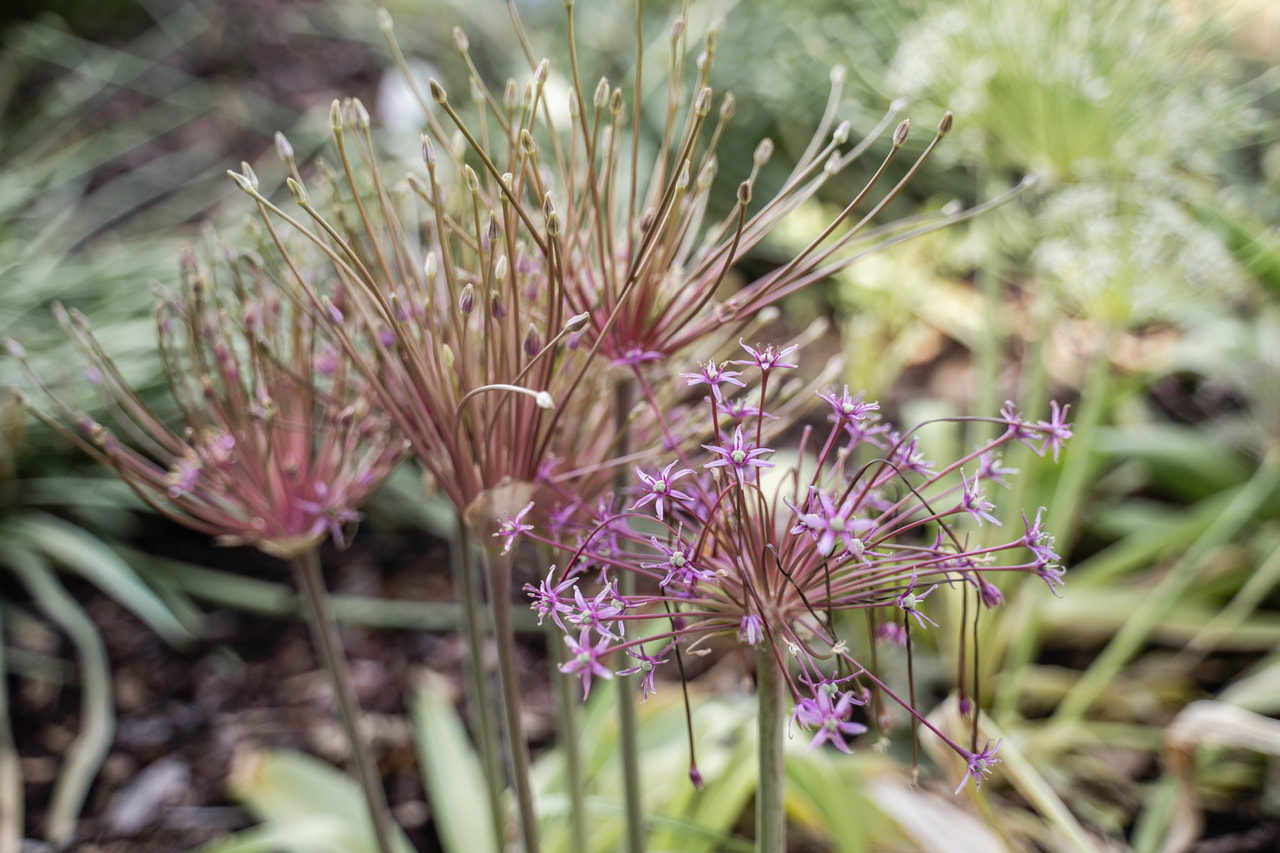 Allium schubertii, Loukykvět