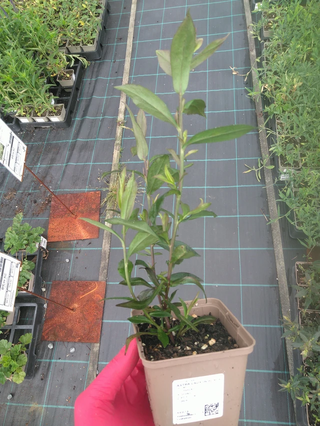 Asteri Lady in Black - 18. 7. 2025