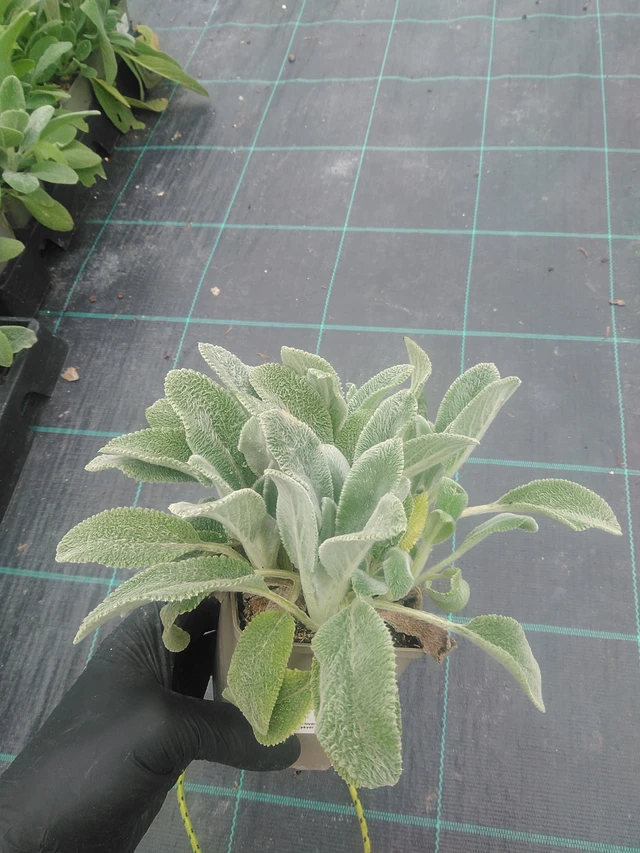 Nukkapähkämö Silver Carpet - 10. 9. 2025