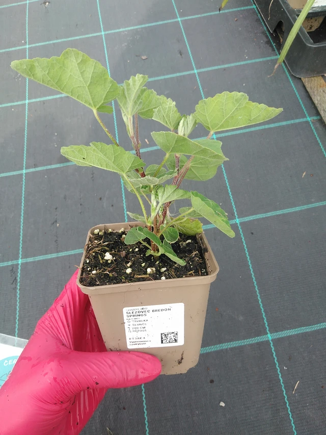 Lavatera Bredon Springs - 31. 7. 2025