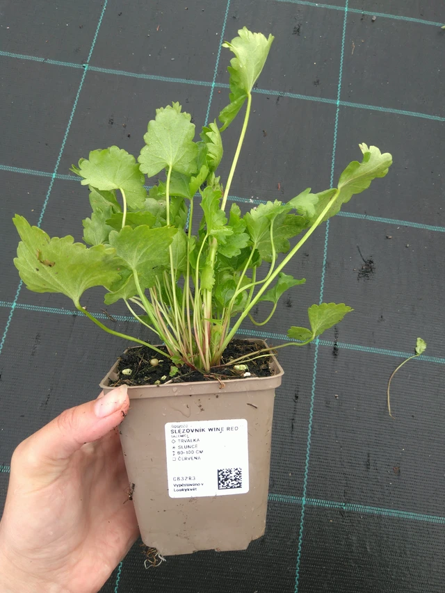 Sidalcea Wine Red - 11. 7. 2025