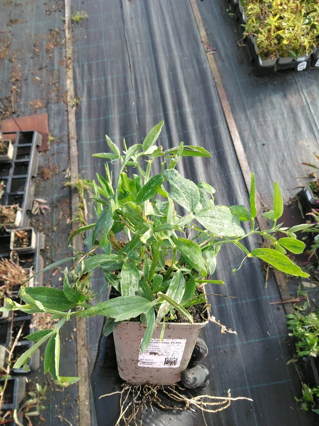 Tuoksuherne Pink Pearl - 31. 10. 2025