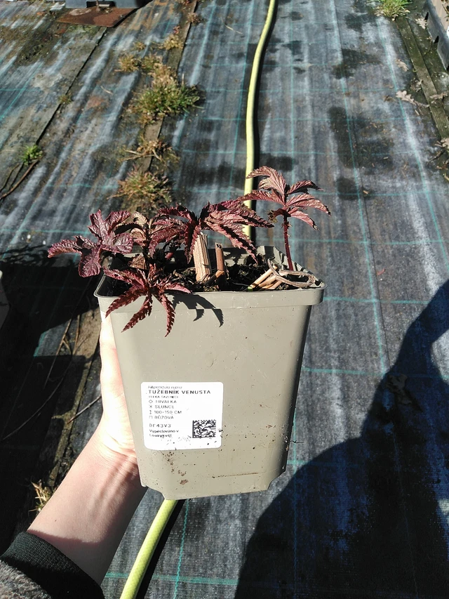 Preeria-angervo Venusta - 7. 4. 2026