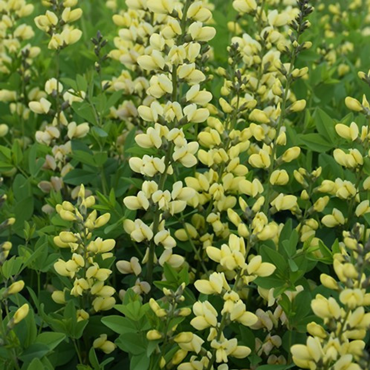 Baptisia Lemon Meringue, Loukykvět