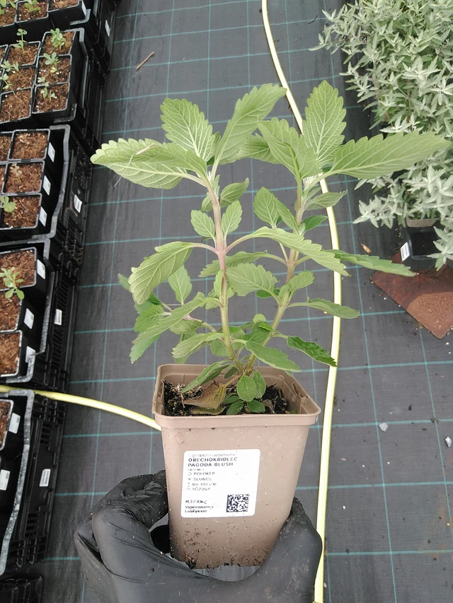 Caryopteris Pagoda Blush - 4. 8. 2025