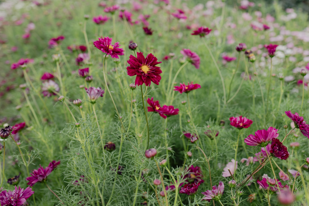 Cosmos Double Click Cranberries, Loukykvět