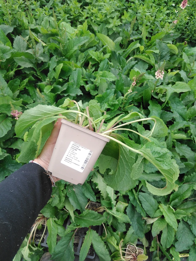 Verbascum Southern Charm - 2024