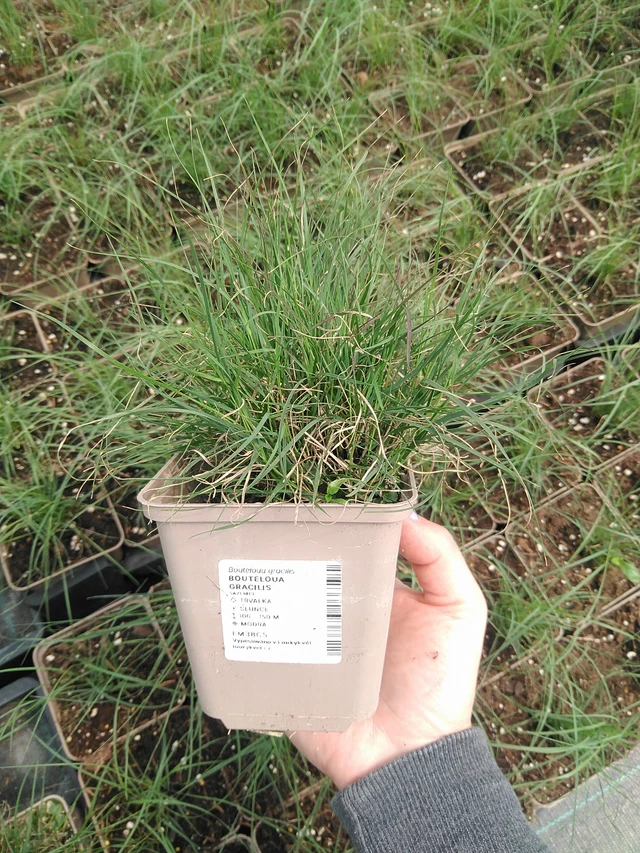 Moskiittoruoho - 9. 6. 2025