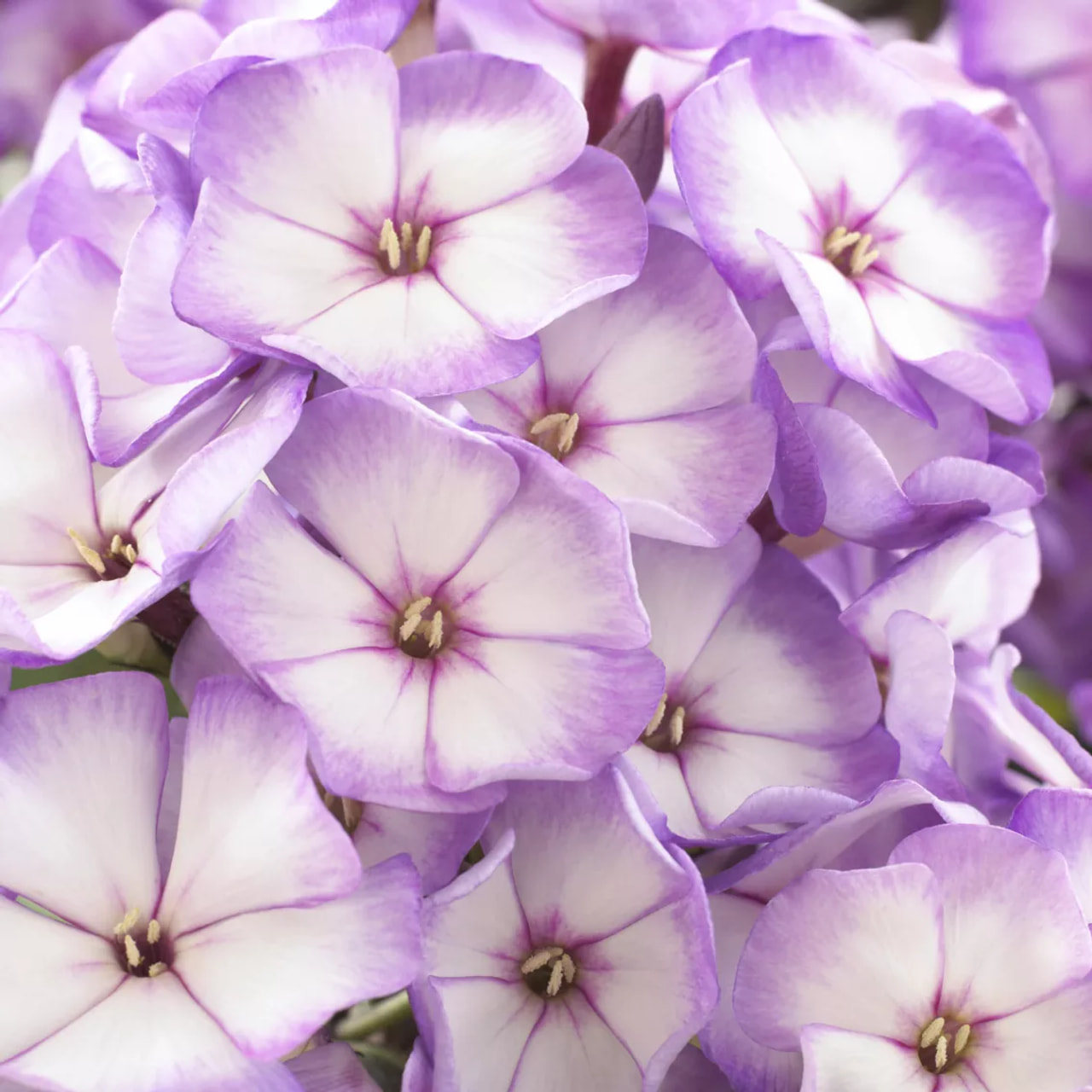 Flox Sweet Summer Compact Purple Bicolor, Loukykvět