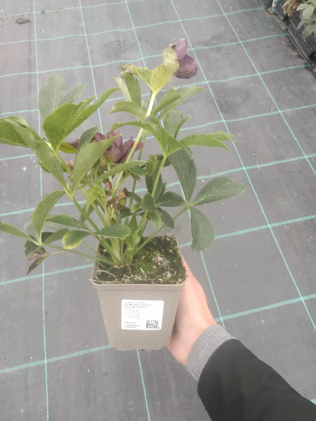 Jouluruusu Double Ellen Purple - 10. 10. 2025