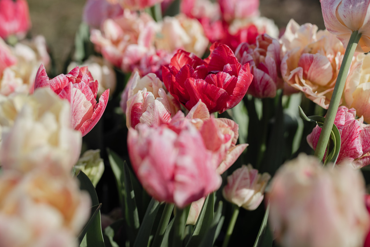 Tulppaani Peptalk, Loukykvět