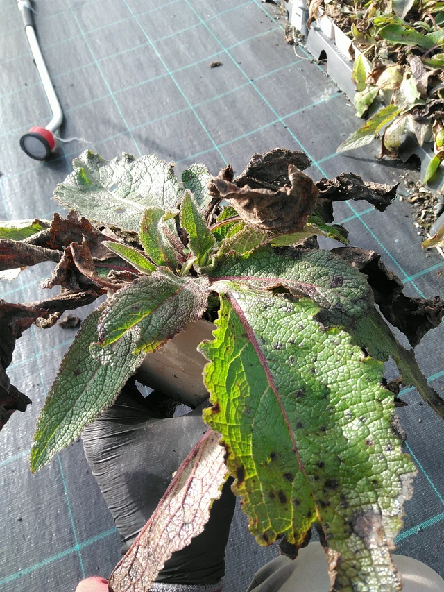 Gordolobo Sixteen Candles - 31. 10. 2025