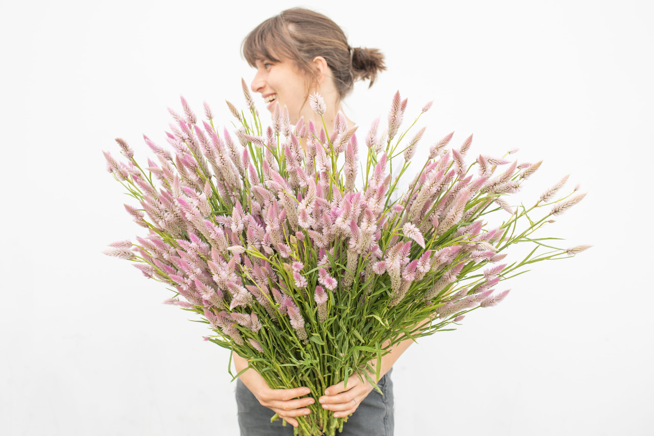 Kukonharja Flamingo Feather, Loukykvět