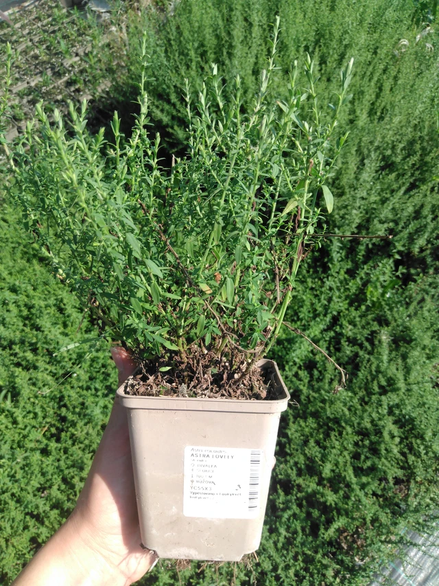 Asteri Lovely - 2024