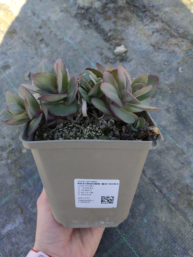 Sedum Matrona - 27. 3. 2026