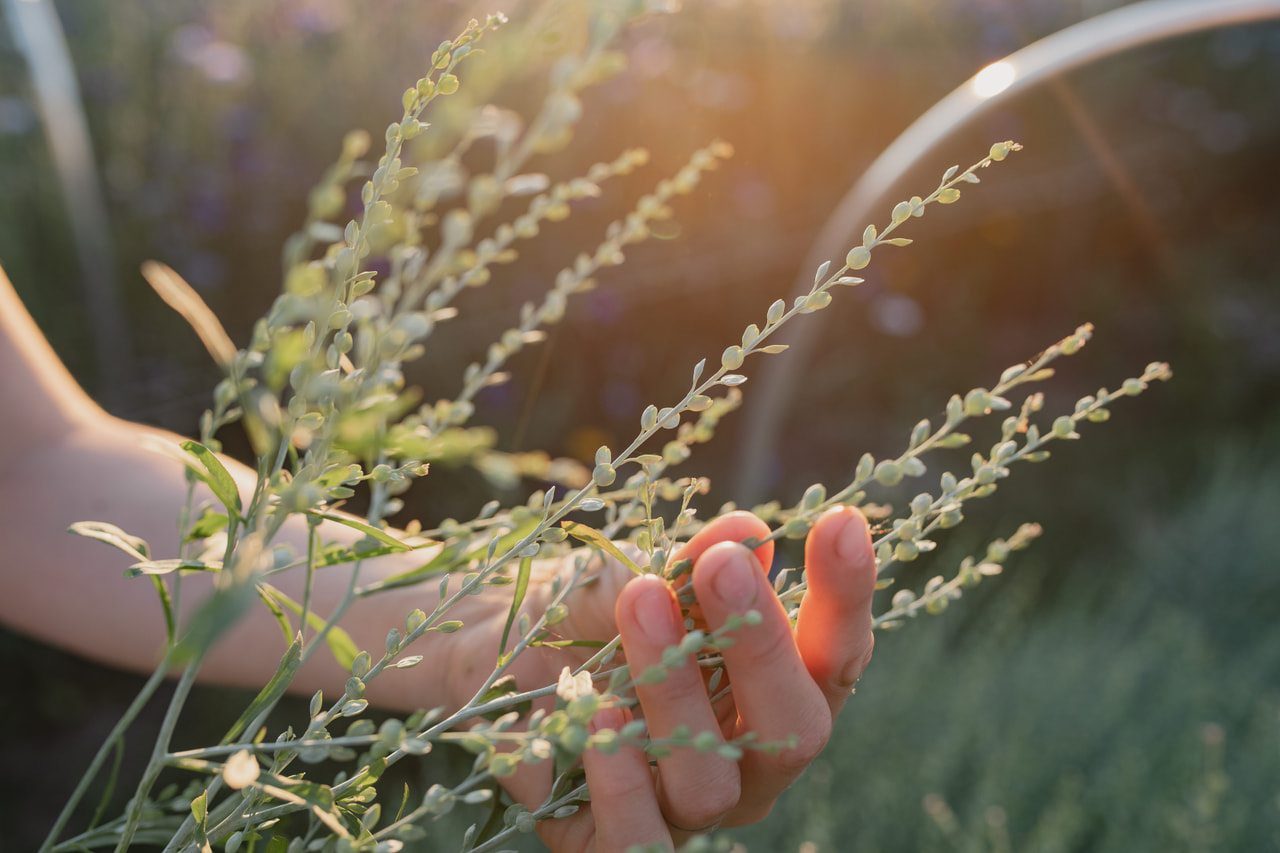 Tuinkers Common, Loukykvět