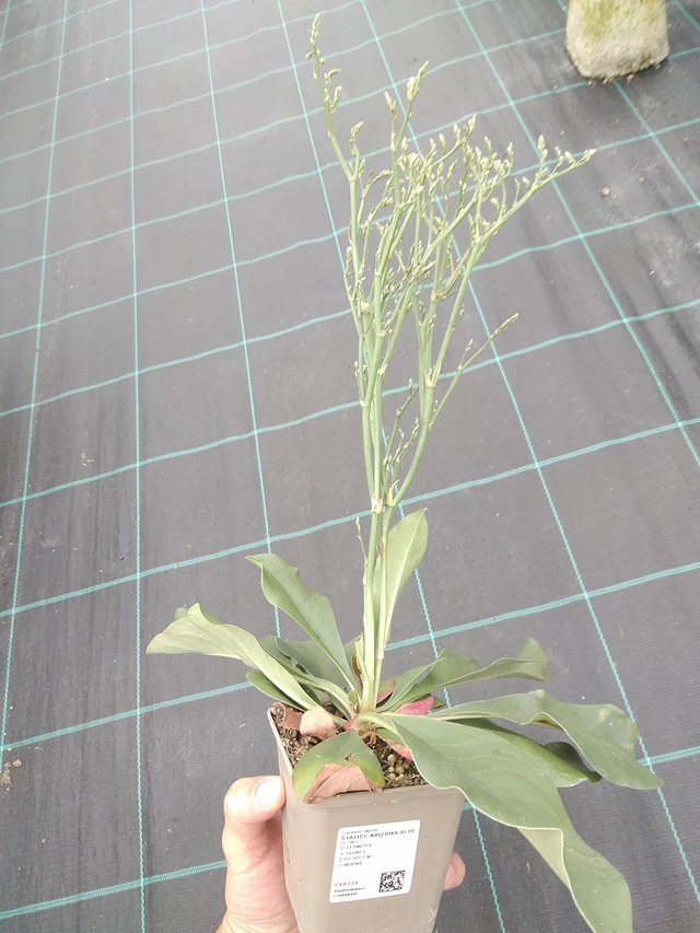 Estatice Arizona Blue - 21. 7. 2025