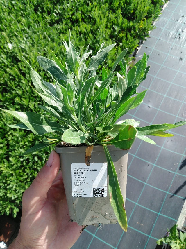 Kesäkynttilä Cool Breeze - 24. 6. 2025