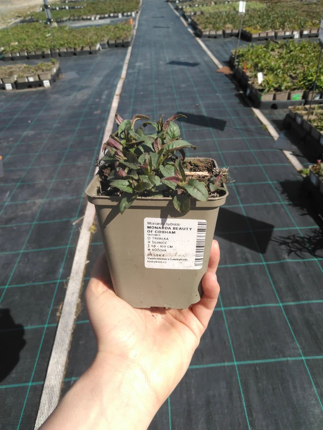 Väriminttu Beauty of Cobham - 3. 4. 2025