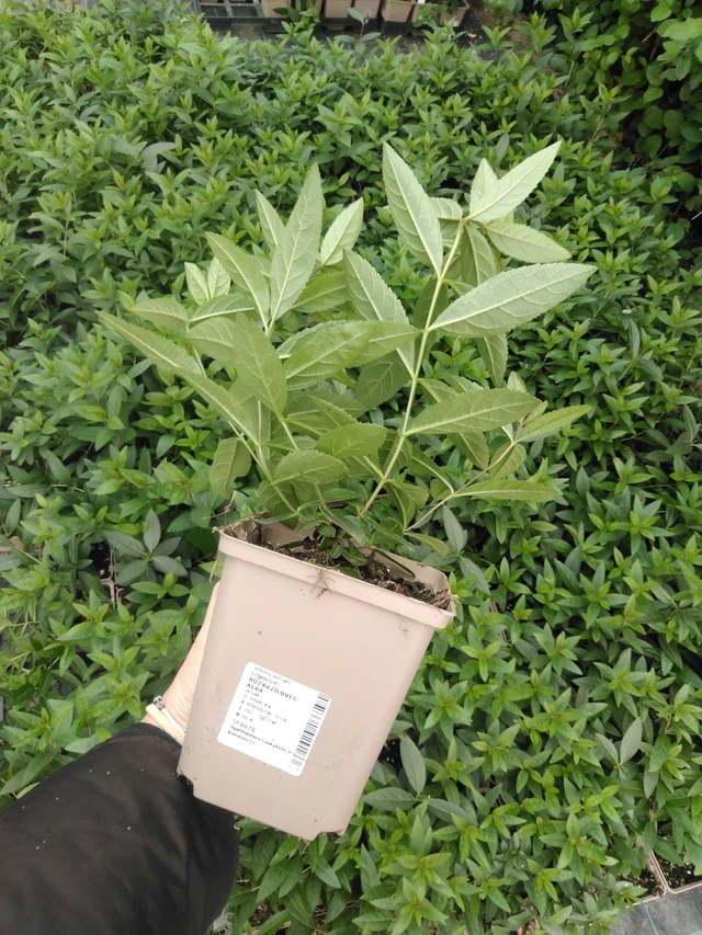 Tädykearvio Album - 2024