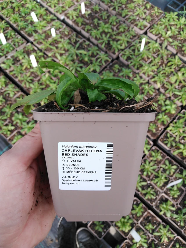 Hohdekukka Helena Red Shades - 2024