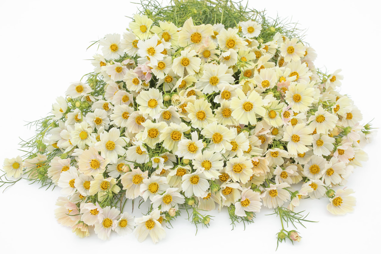 Cosmos Kiiro, Loukykvět