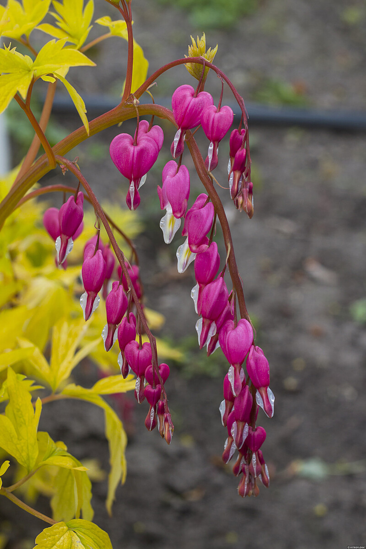 Särkynytsydän Gold Heart, Loukykvět