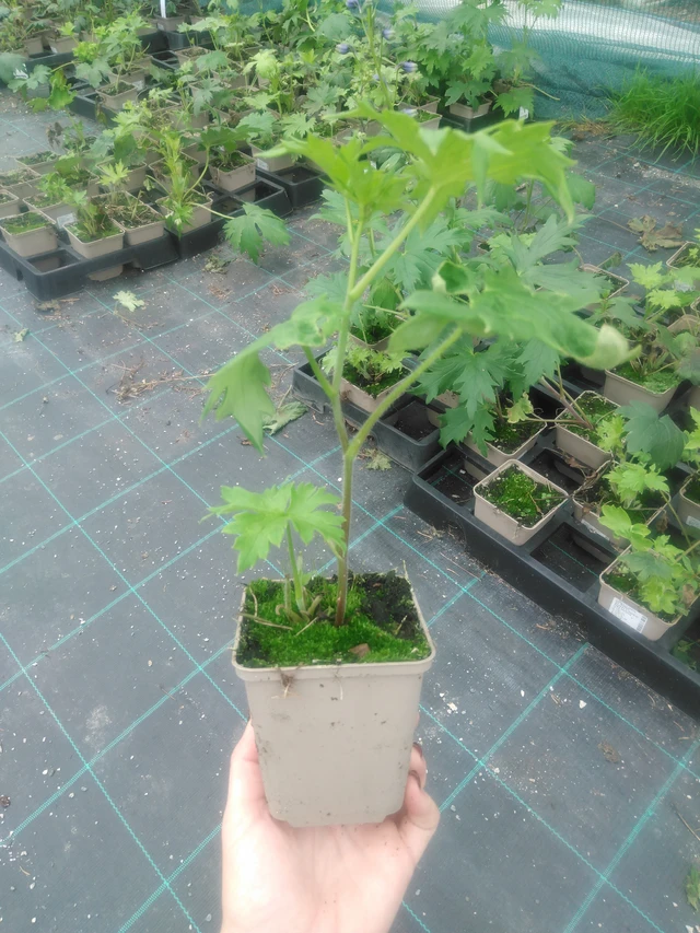 Espuela de caballero Benary’s Pacific King Arthur - 2024