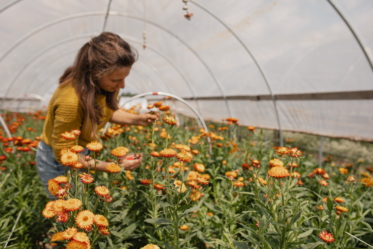 Olkikukka Orange, Loukykvět