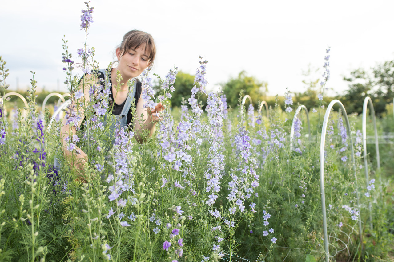 Larkspur QIS Light Blue, Loukykvět