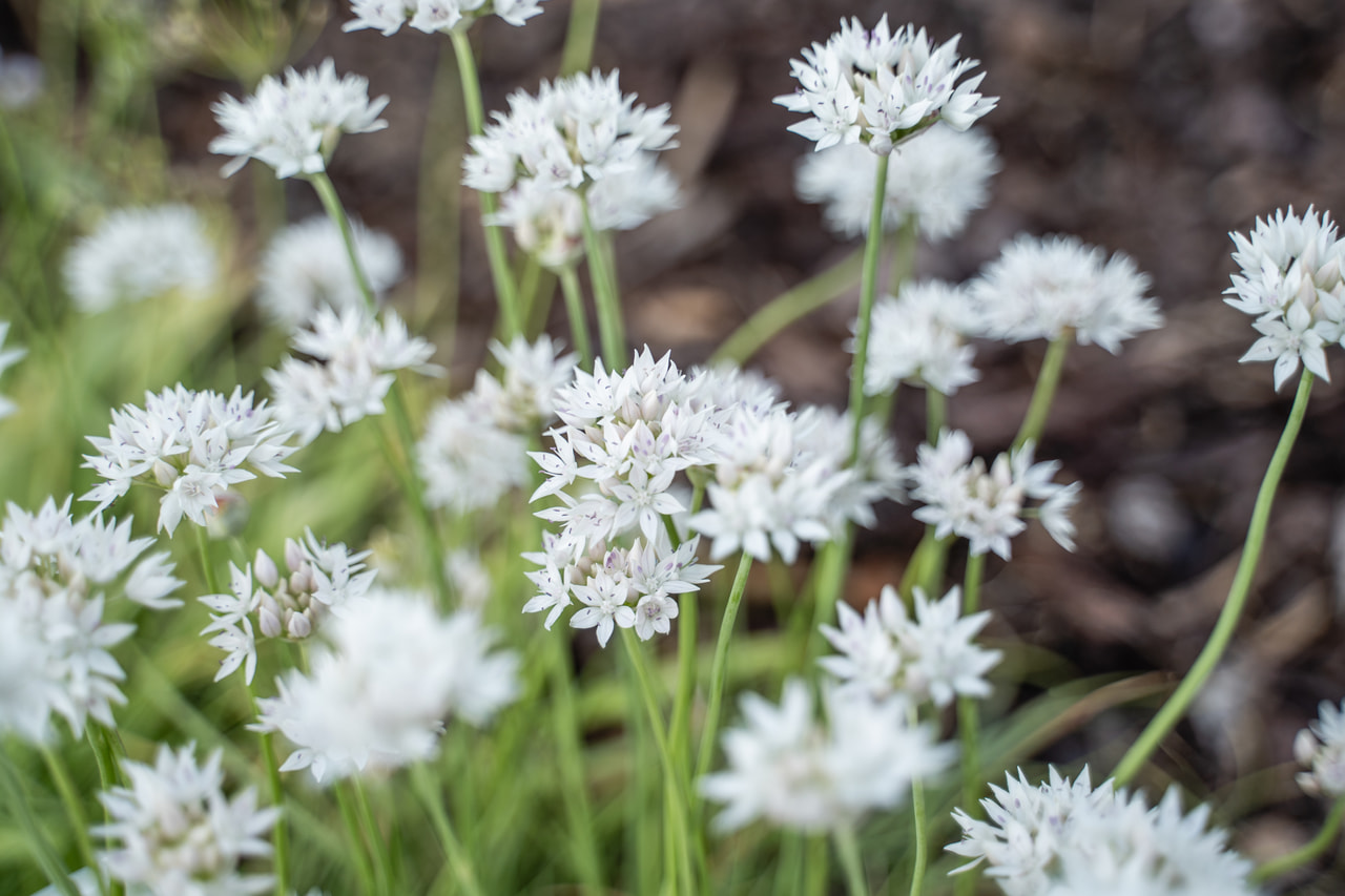Allium Graceful Beauty, Loukykvět
