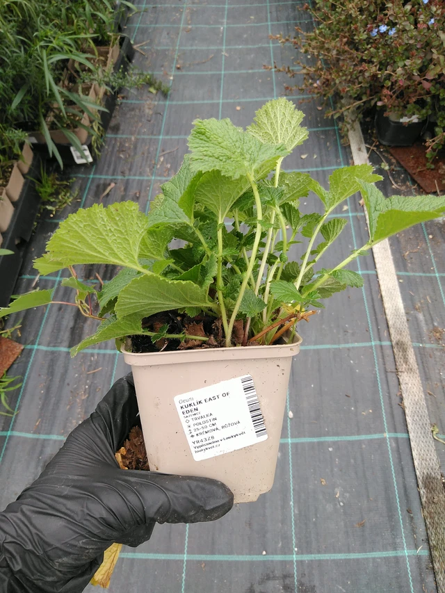 Kellukka East of Eden - 10. 9. 2025