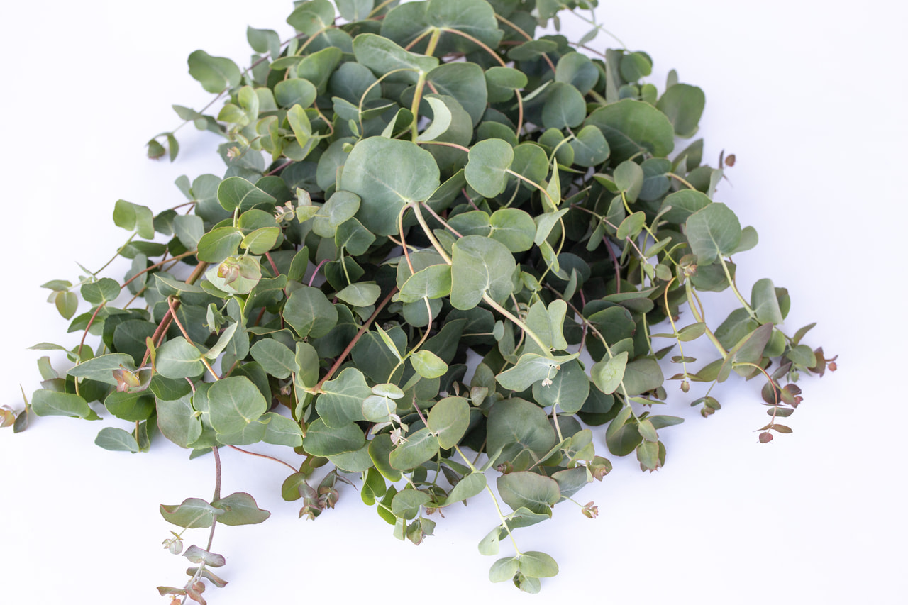 Eucalyptus Small Leaved Gum, Loukykvět