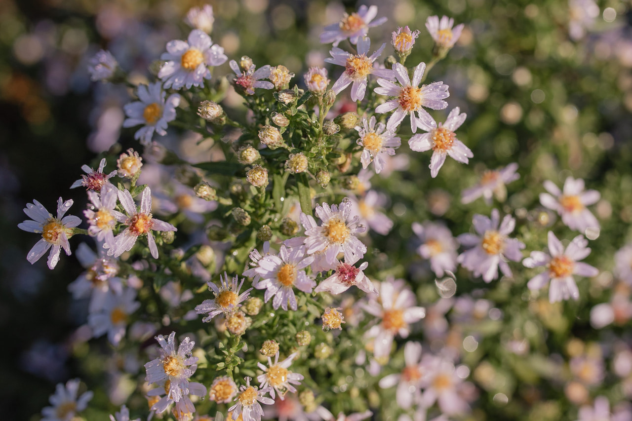 Asteri Erlkönig, Loukykvět