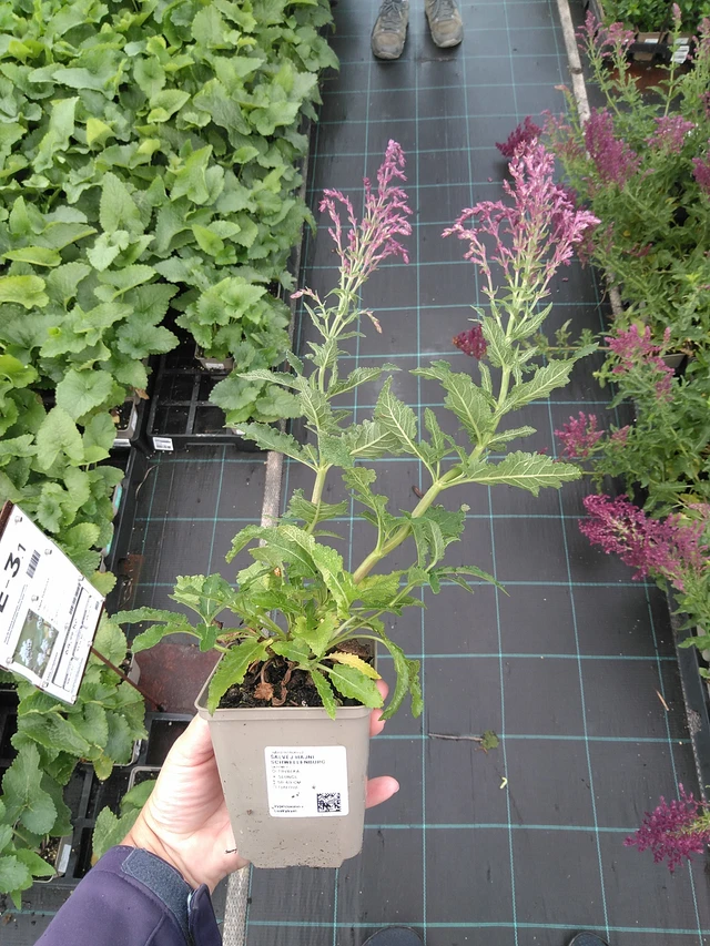 Lehtosalvia Schwellenburg - 11. 7. 2025