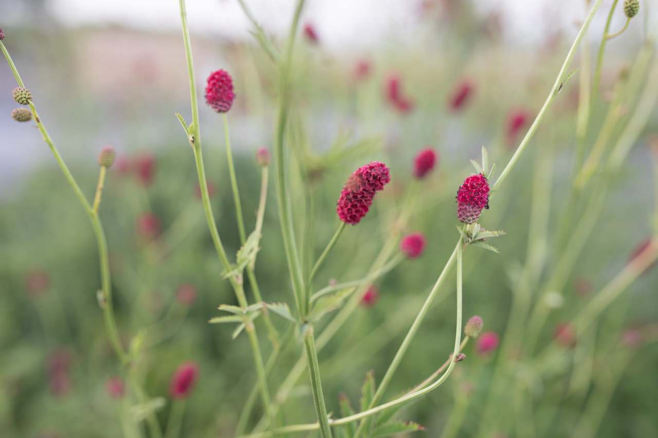 Luppio Arnhem, Loukykvět