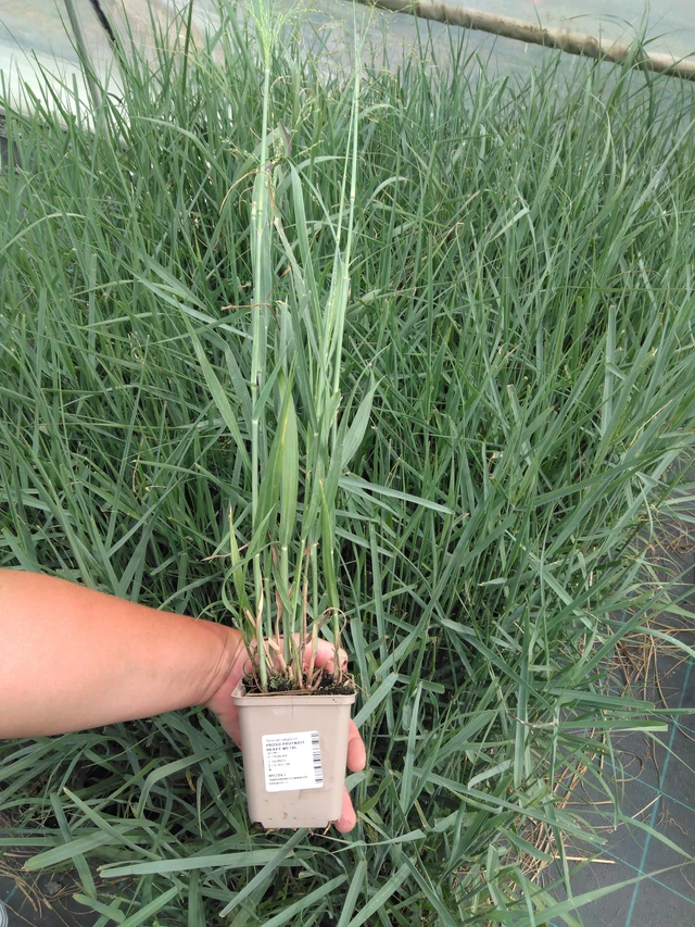 Virginianhirssi Heavy Metal - 2024