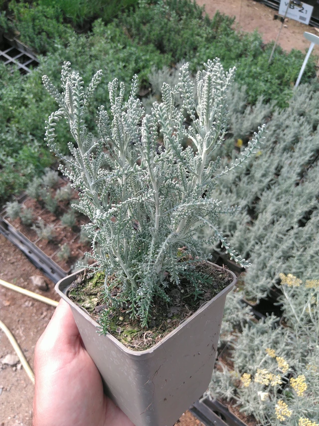 Hopeasantoliina - 20. 6. 2025