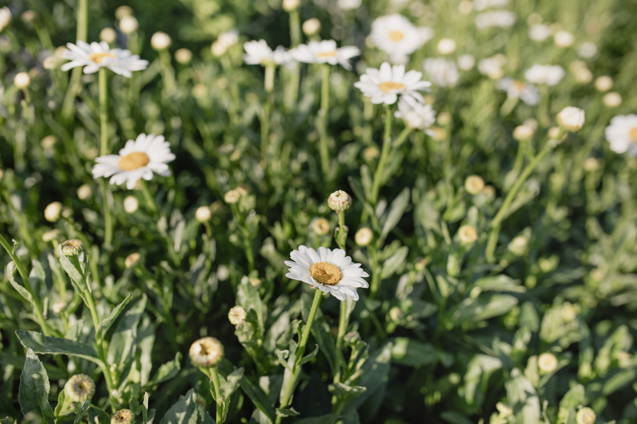 Härjasilm Becky, Loukykvět