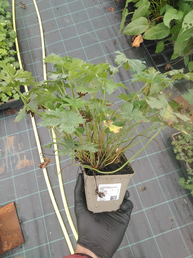 Kurjenpolvi Wargrave Pink - 4. 8. 2025