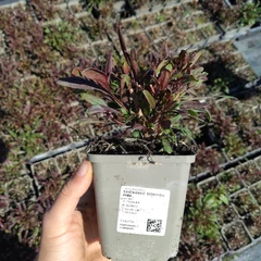 Palánta