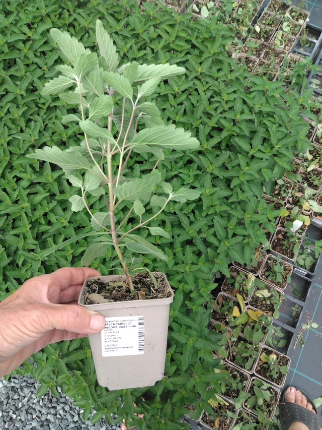 Cariópteris Pagoda Dark Pink - 2024