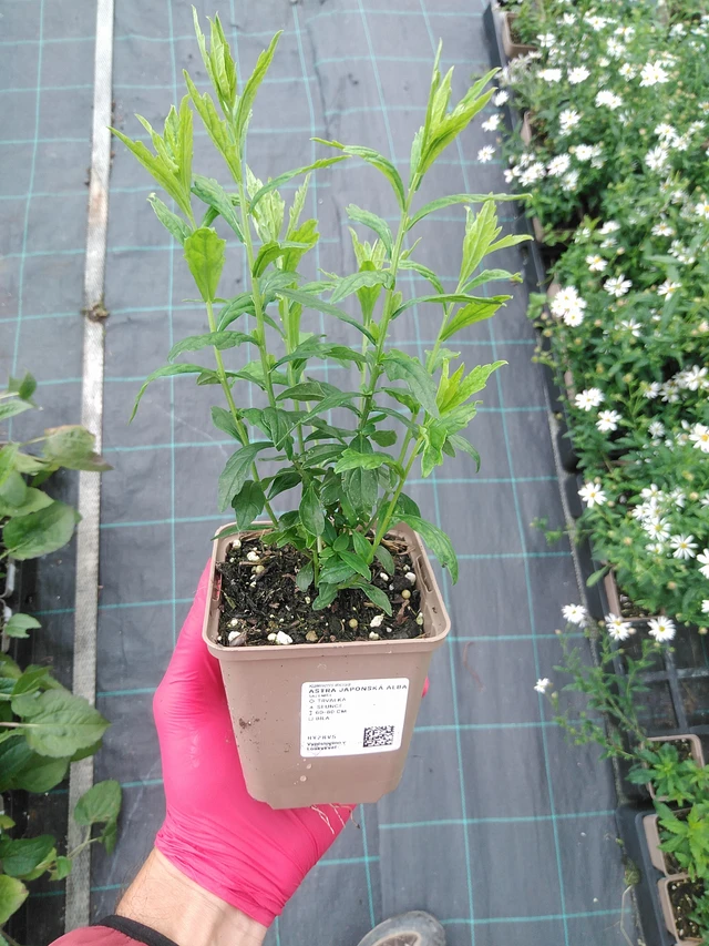 Tiukuasteri Alba - 29. 7. 2025