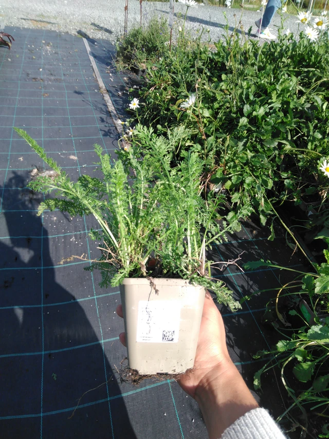 Siankärsämö Cerise Queen - 11. 9. 2025