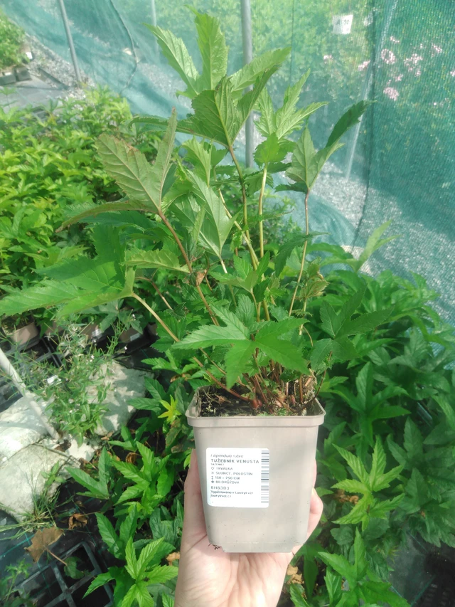 Preeria-angervo Venusta - 2024