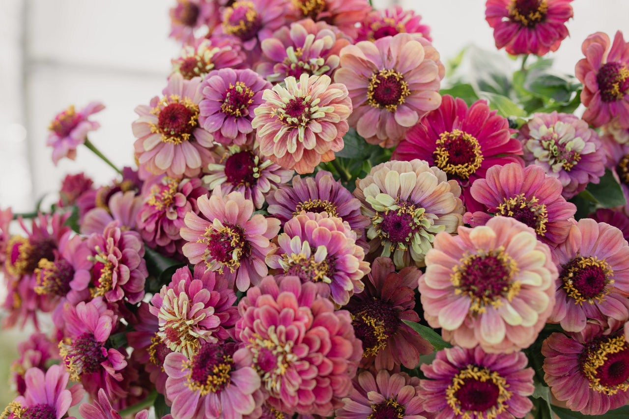 Zinnia Queen Lime Red, Loukykvět